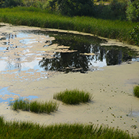 Management of Algae